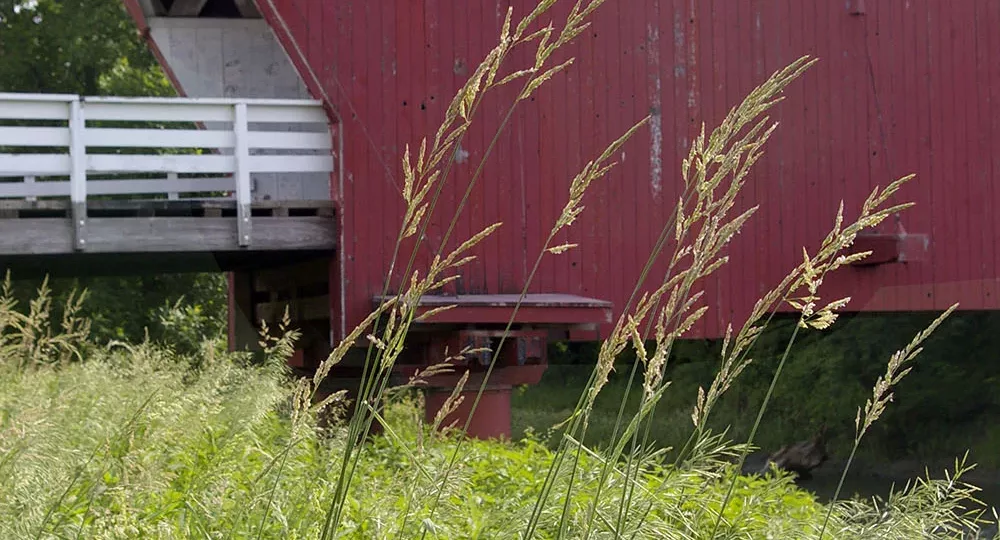 Stalks of grass in front of red painted Hogback Covered Bridge, one of the six remaining Bridges of Madison County near Winterset, Iowa