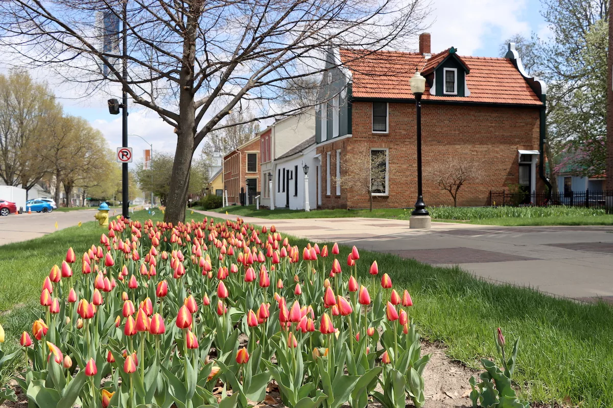 Pink and yellow tulips outside of Pella Historical Village in Pella, Iowa