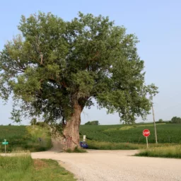 Tree in the Middle of the Road near Brayton, Iowa