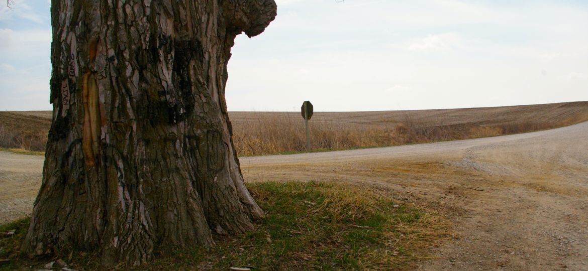 Tree in the Middle of the Road near Brayton, Iowa