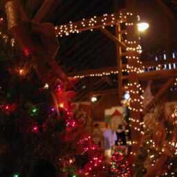 Tannenbaum Forest at the Amana Colonies in Amana, Iowa