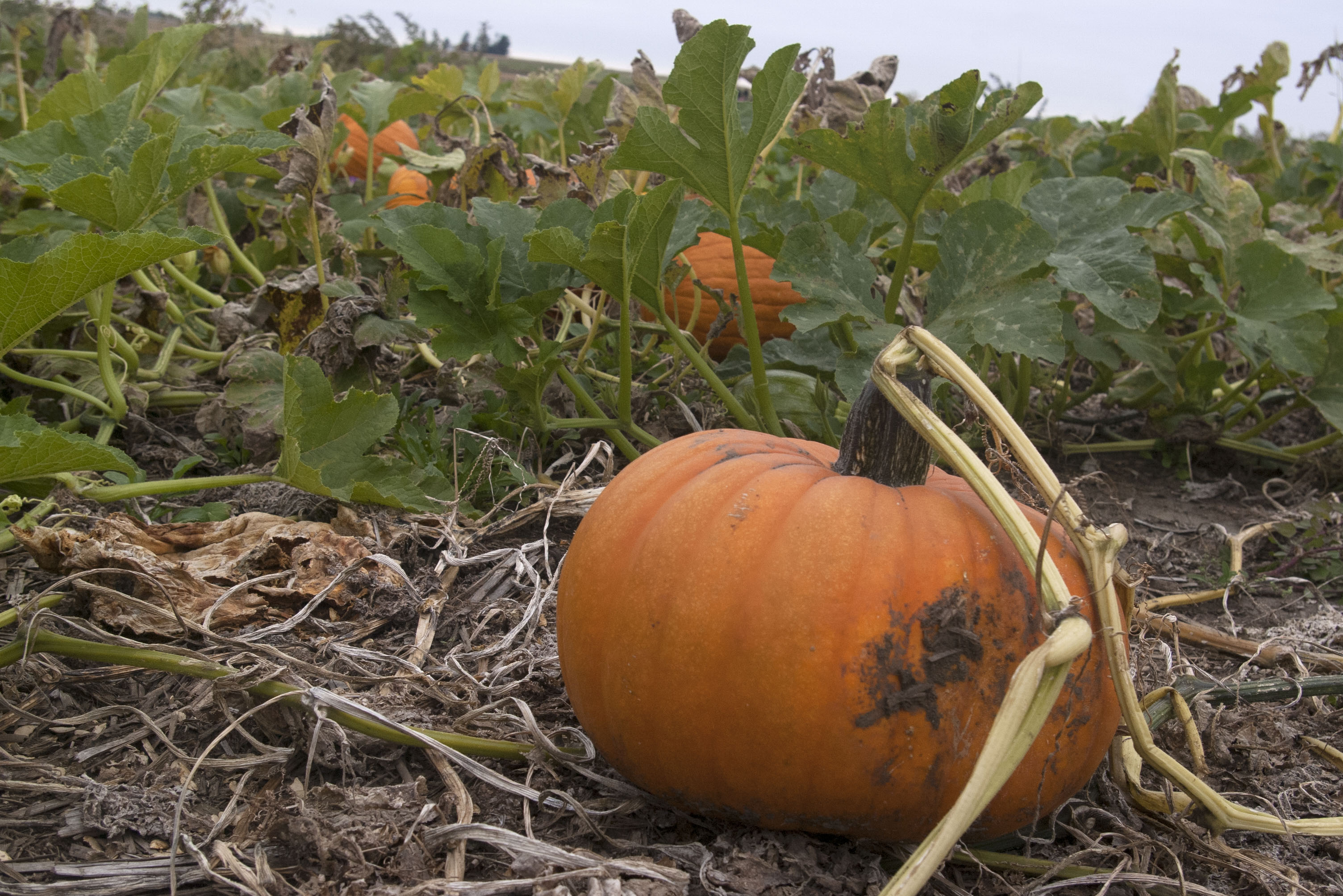 Giant orange pumpkin in a pumpkin patch near Des Moines, Iowa