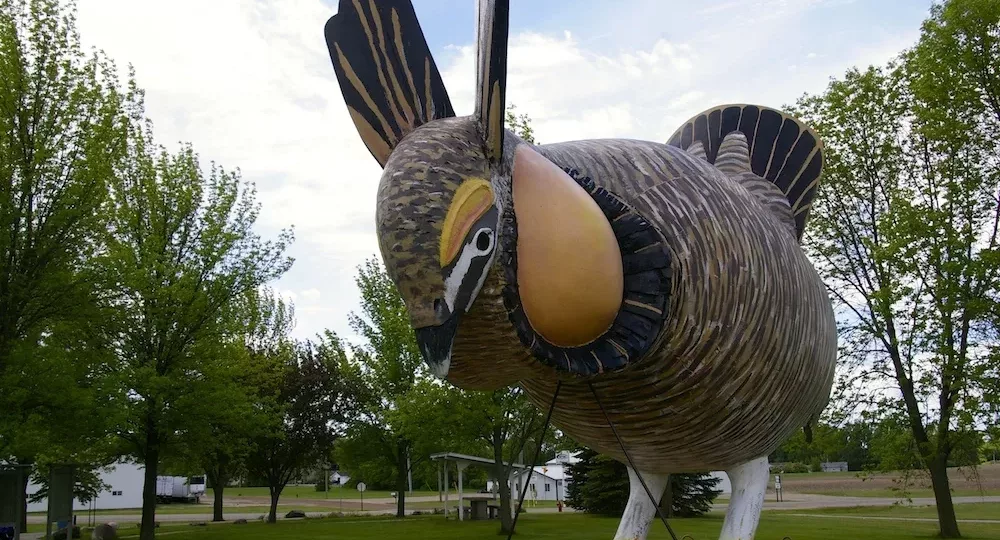 World's Largest Booming Prairie Chicken in Rothsay, Minnesota