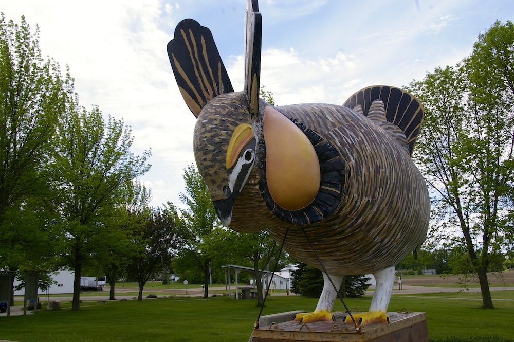 Snap a Photo with the World's Largest Booming Prairie Chicken