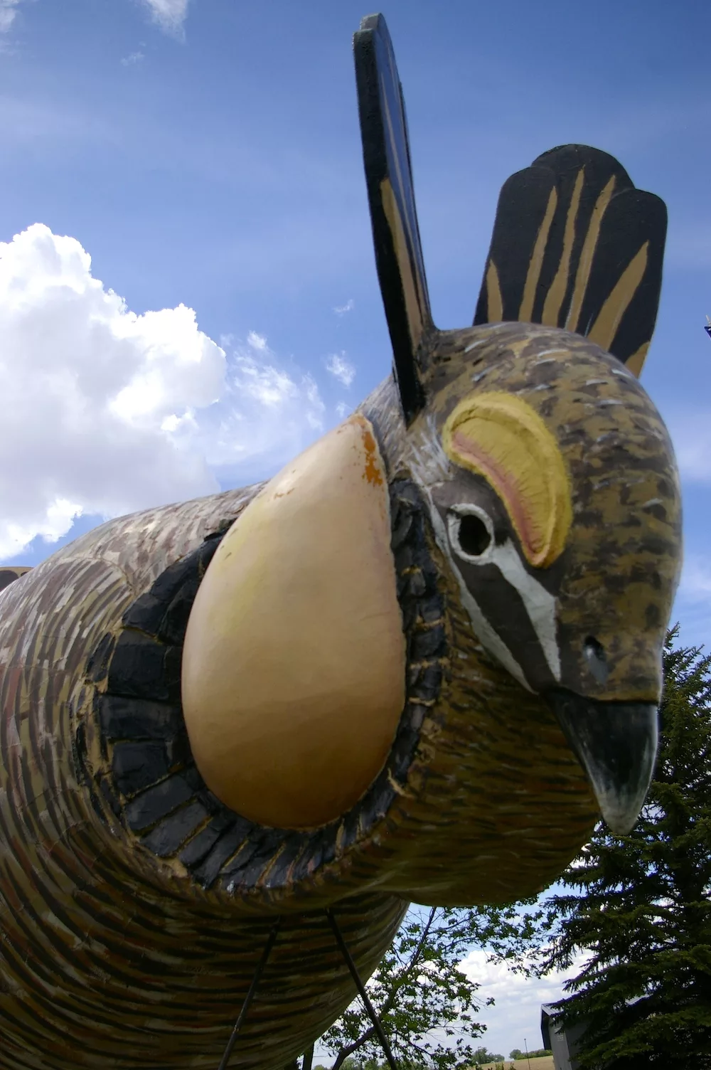 World's Largest Booming Prairie Chicken in Rothsay, Minnesota