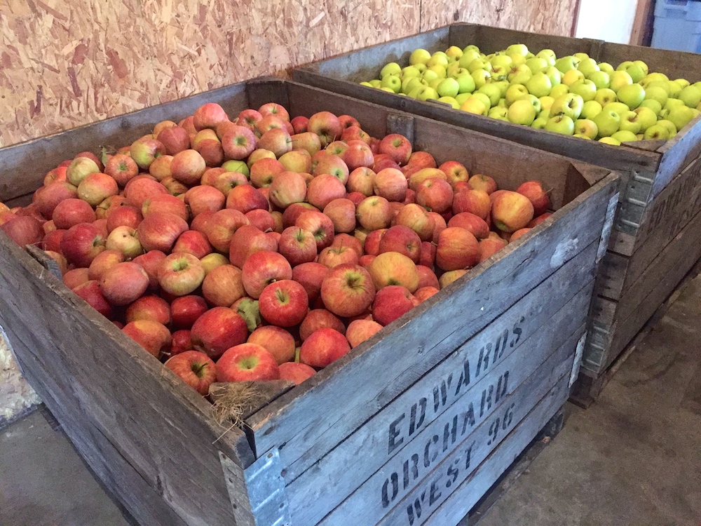 Crates of apples at Edwards Apple Orchard West near Rockford, Illinois