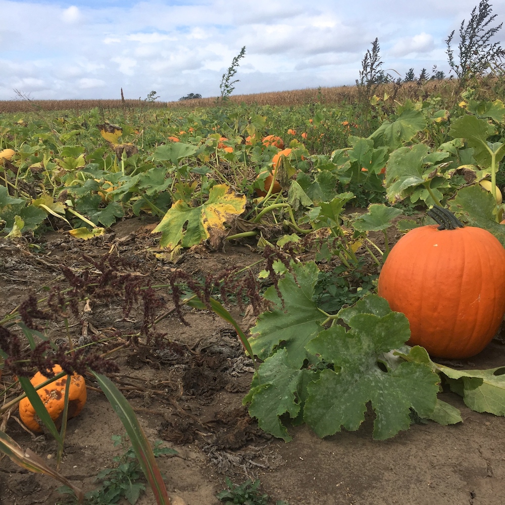 Field of pumpkins at Edwards Apple Orchard West near Rockford, Illinois