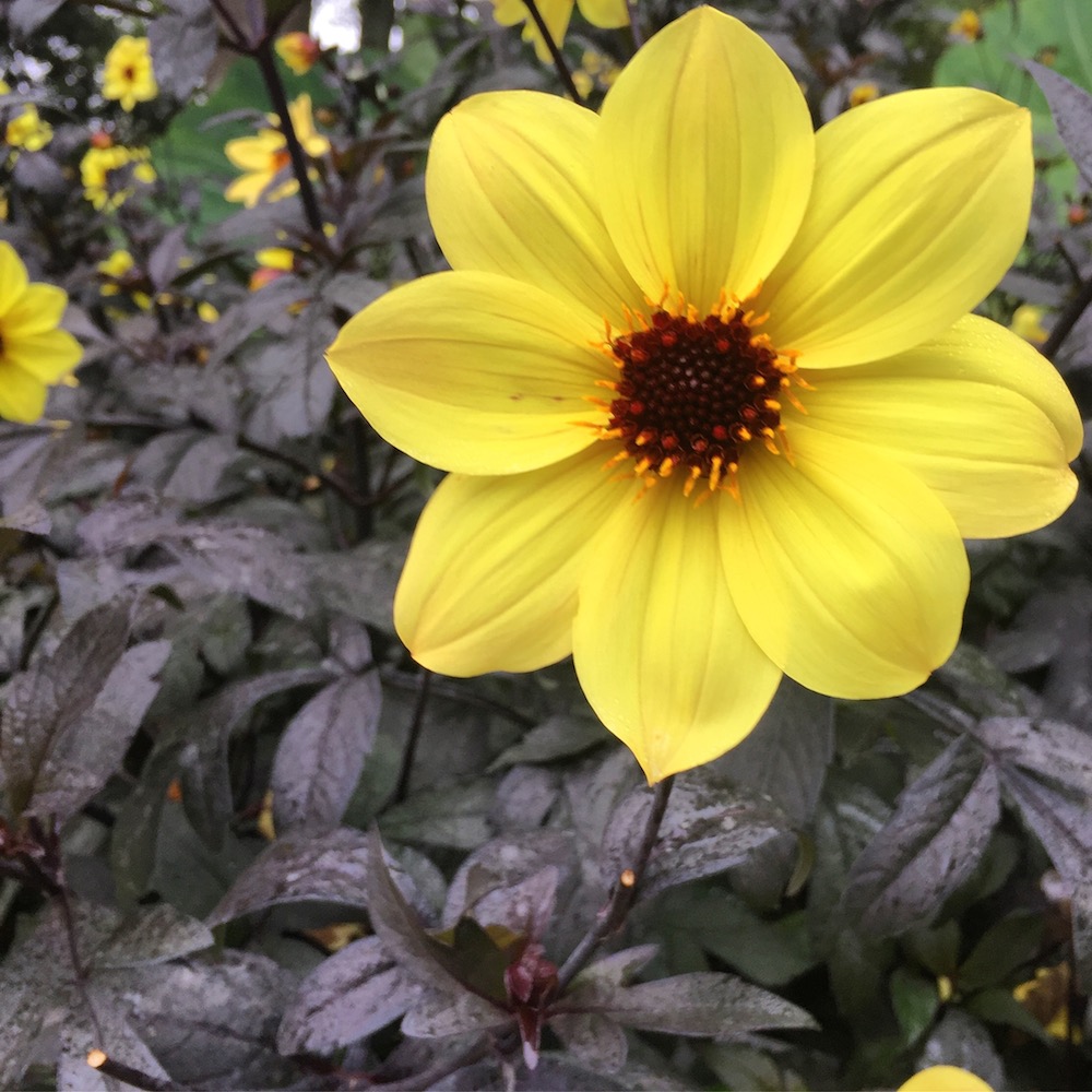 Yellow dahlia with black foliage at the Rotary Botanical Gardens in Janesville, Wisconsin
