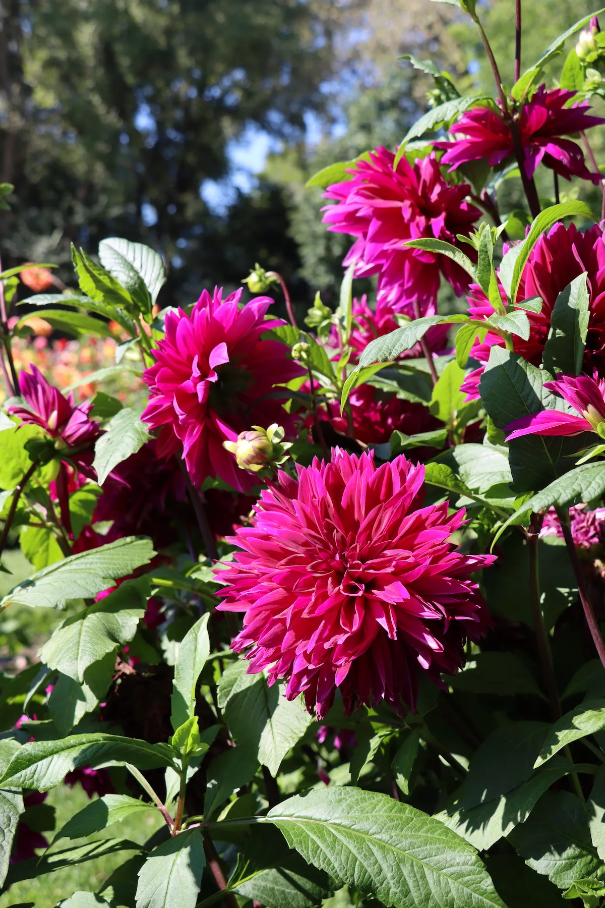 Pink dahlias at Rotary Botanical Gardens in Janesville, Wisconsin