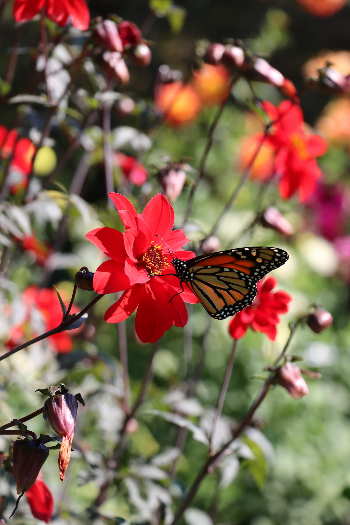Monarch butterfly on red dahlia at Rotary Botanical Gardens in Janesville, Wisconsin