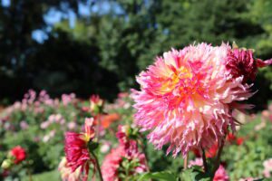 Pink dahlia at Rotary Botanical Gardens in Janesville, Wisconsin