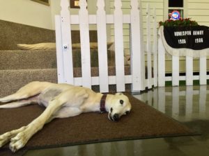 Ginger the greyhound laying down in the lobby of the Greyhound Hall of Fame in Abilene, Kansas