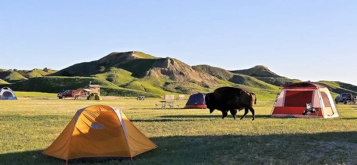 Bison near campsite in Badlands National Park