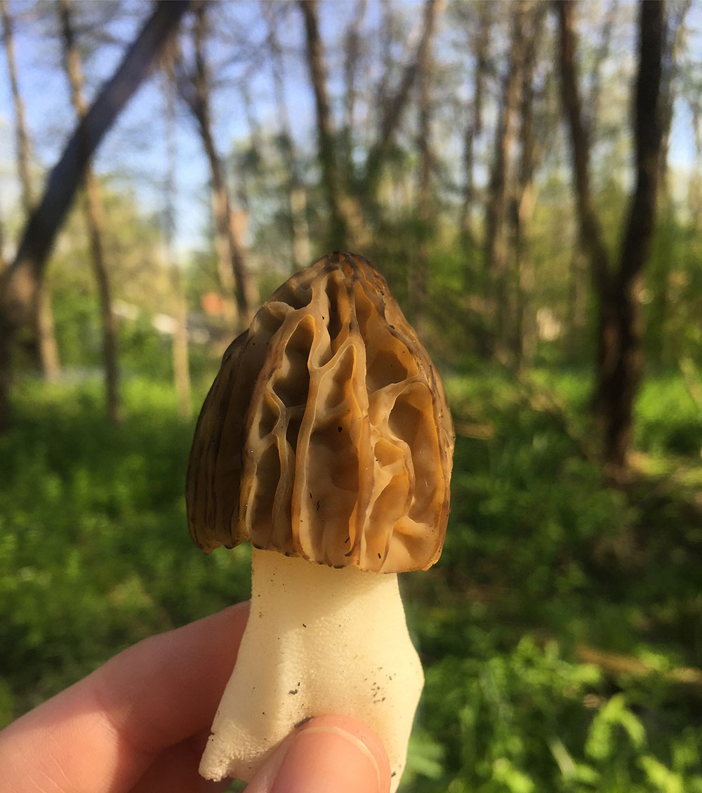 Small morel mushroom with forest in the background near Thistle's Summit in Mount Vernon, Iowa