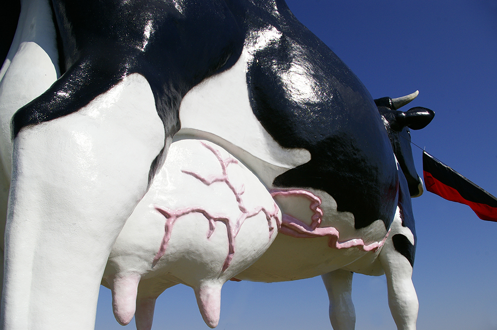 Pink veins on the udder of giant black and white cow statue named Salem Sue, the world's largest Holstein cow, in New Salem, North Dakota