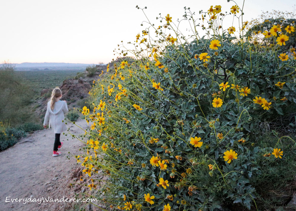 Blonde girl walking on dirt trail next to bush of bright yellow wildflowers