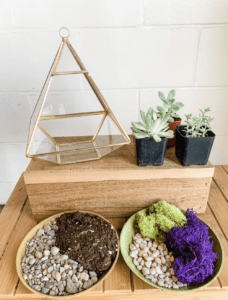 Terrarium kit with plants, materials and container from Art Terrarium