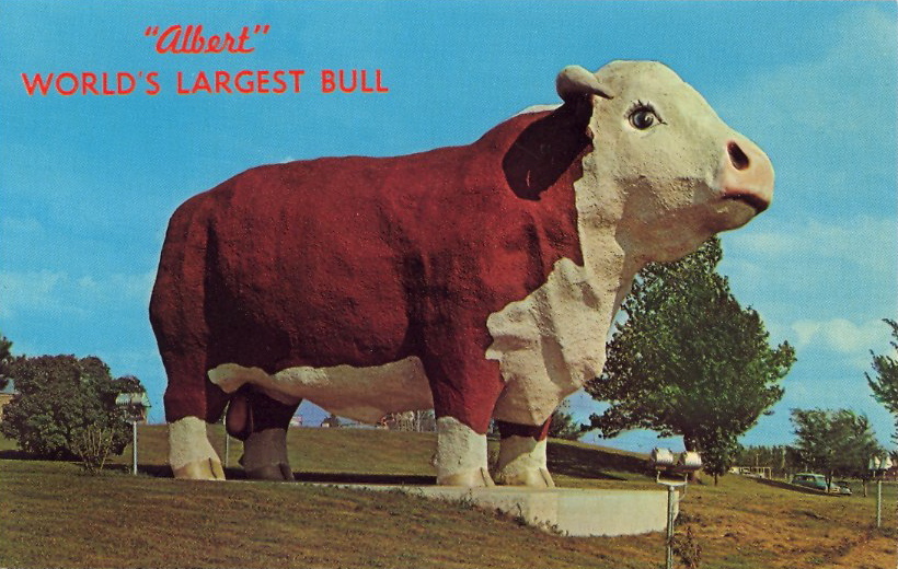 Vintage postcard of Albert the World's Largest Bull in Audobon, Iowa