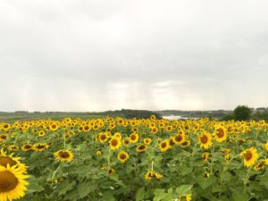 Field of sunflowers at Badger Creek State Recreation Area in Van Meter, Iowa