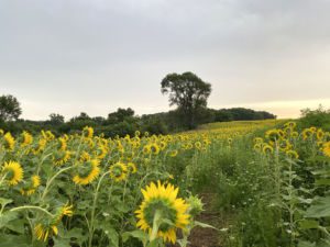 Field of sunflowers at Badger Creek State Recreation Area in Van Meter, Iowa