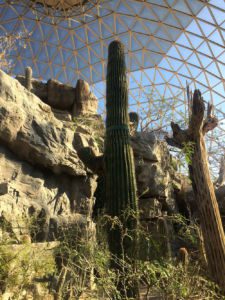 Cacti inside the desert dome at Omaha's Henry Doorly Zoo and Aquarium