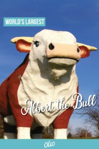 Looking for an offbeat Iowa attraction? Meet Albert the World's Largest Bull! A realistic Hereford replica, Albert calls Audubon, Iowa home.