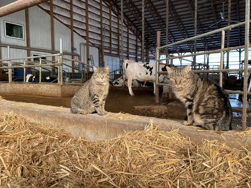 Barn cats at the New Day Dairy Guest Barn in Clarksville, Iowa