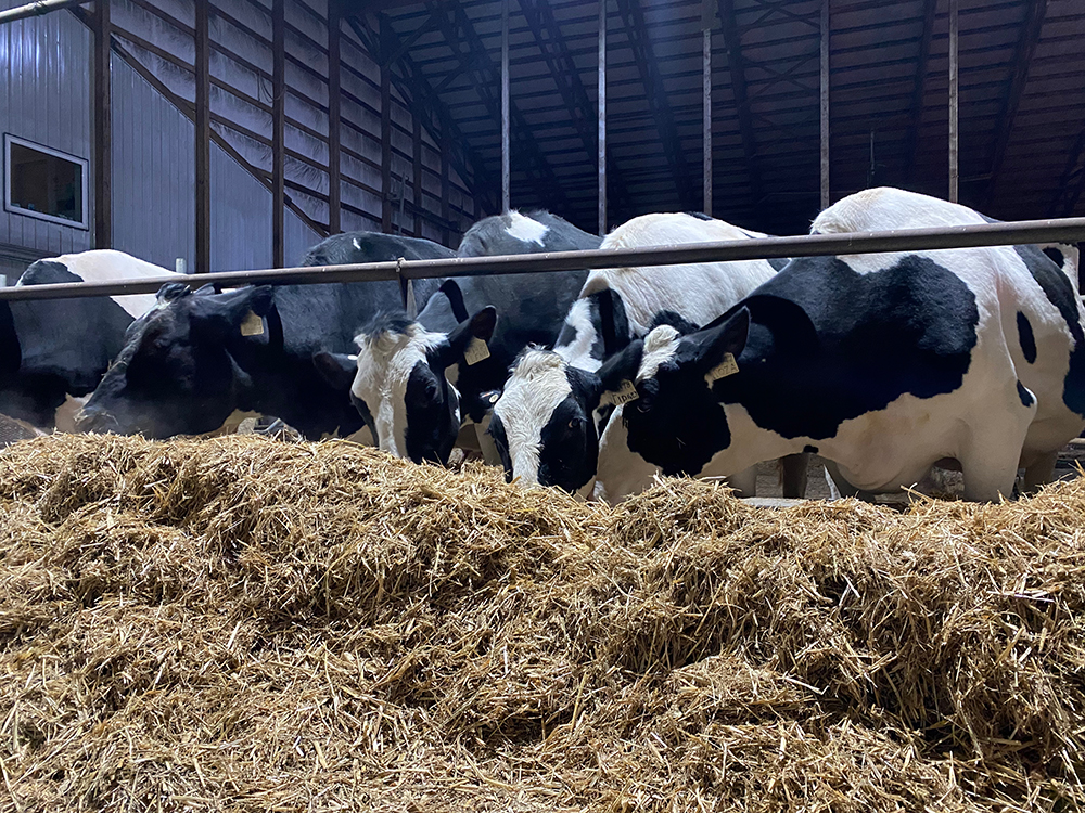 Group of dairy cows eating at the New Day Dairy Guest Barn in Clarksville, Iowa