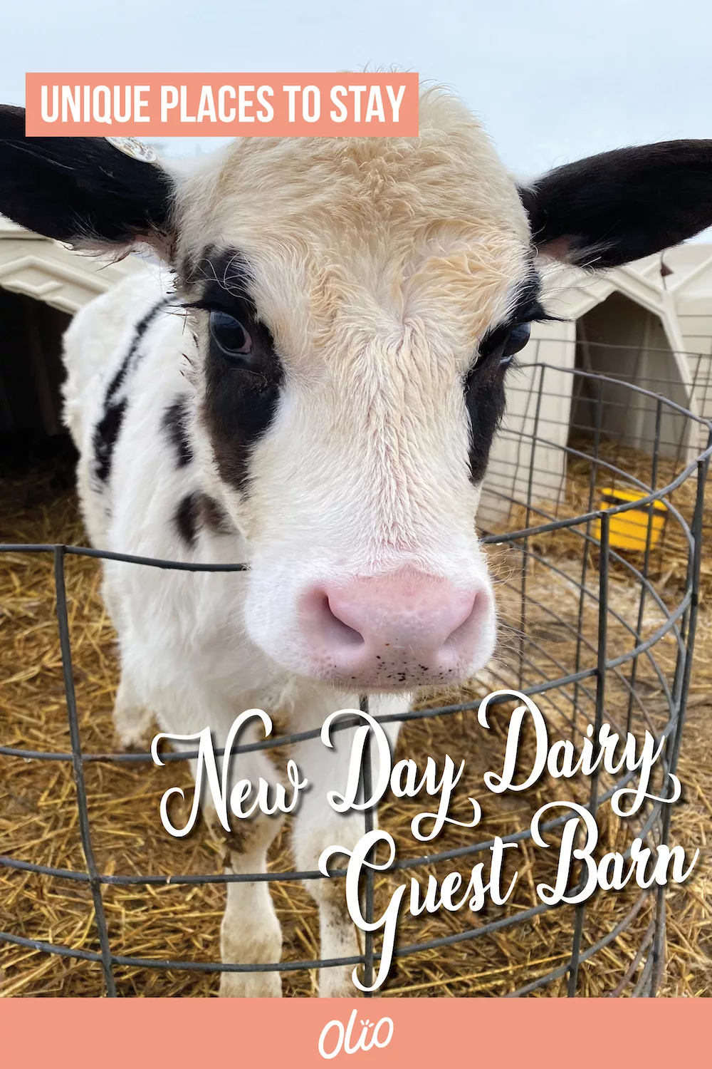 Looking for a unique Iowa weekend getaway? Plan a visit to the New Day Dairy Guest Barn in Clarksville, Iowa! This fun accommodation at a working dairy farm will give you the perfect place to relax while getting a behind-the-scenes look at what it takes to be a dairy farmer. #Iowa #Midwest #travel #MidwestGetaway
