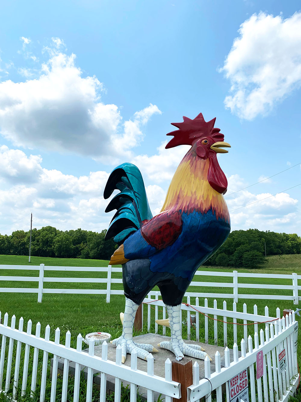 Fiberglass chicken statue named Chick Norris near Gardner, Kansas