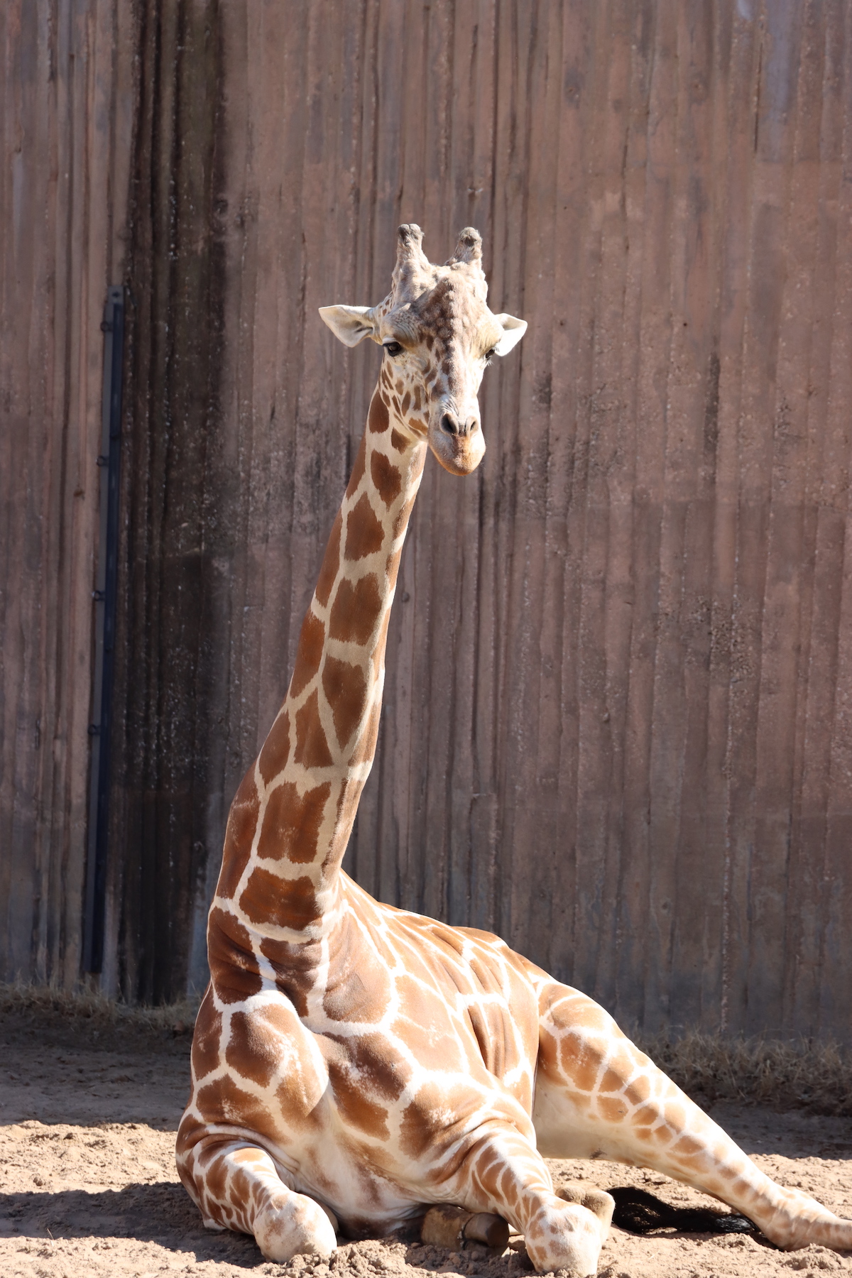 Giraffe at the Sedgwick County Zoo in Wichita, Kansas