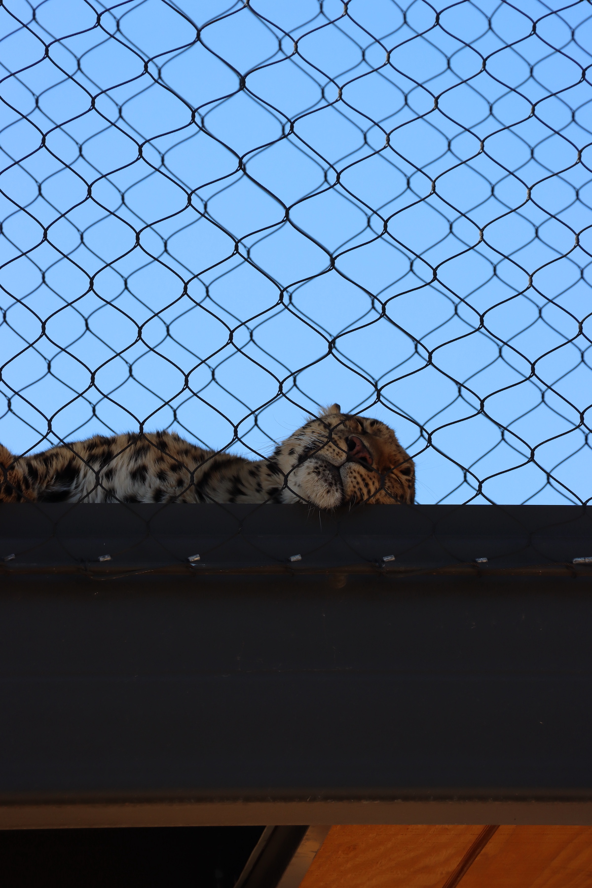 Sleeping leopard at the Sedgwick County Zoo in Wichita, Kansas
