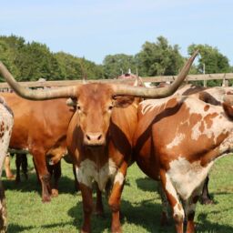Longhorn cattle during cattle drive at Old Abilene Town in Abilene, Kansas