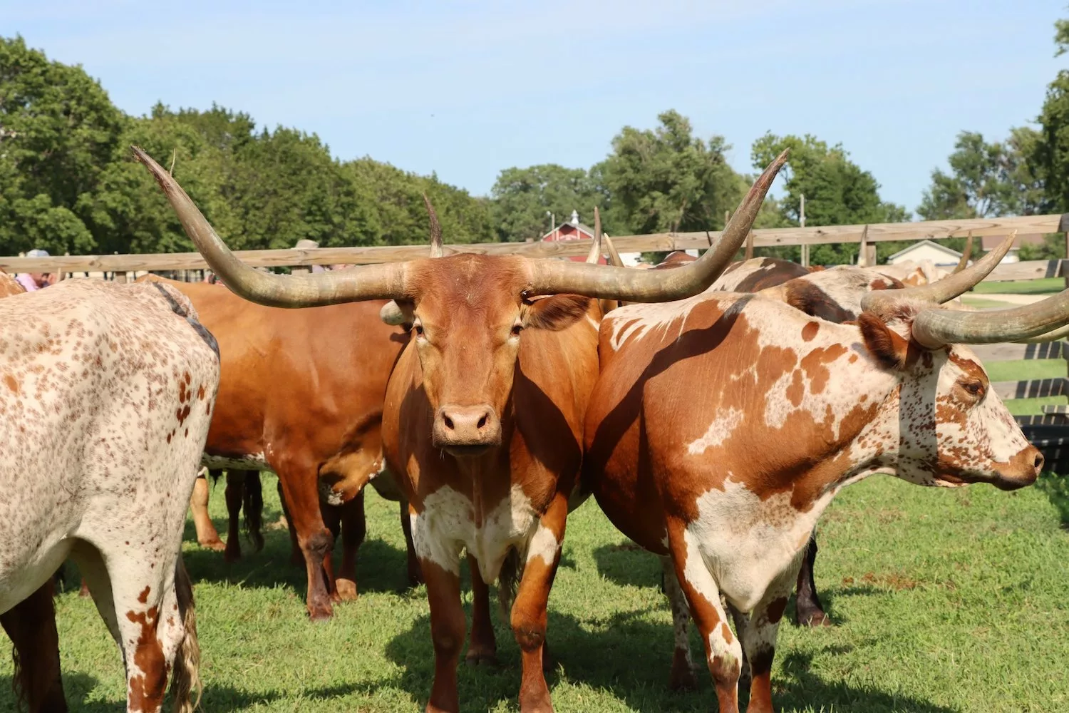 Longhorn cattle during cattle drive at Old Abilene Town in Abilene, Kansas