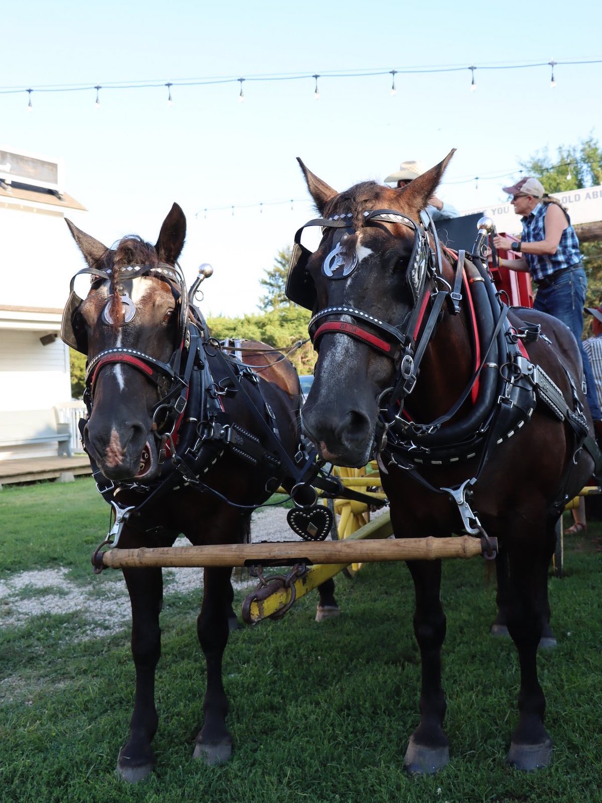Horses pulling carriage at Old Abilene Town in Abilene, Kansas