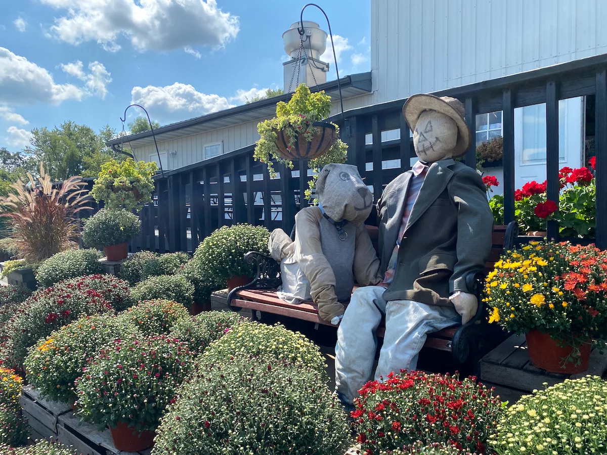 Scarecrow farmer and dog surrounded by mums at Skelly's Farm Market in Janesville, Wisconsin