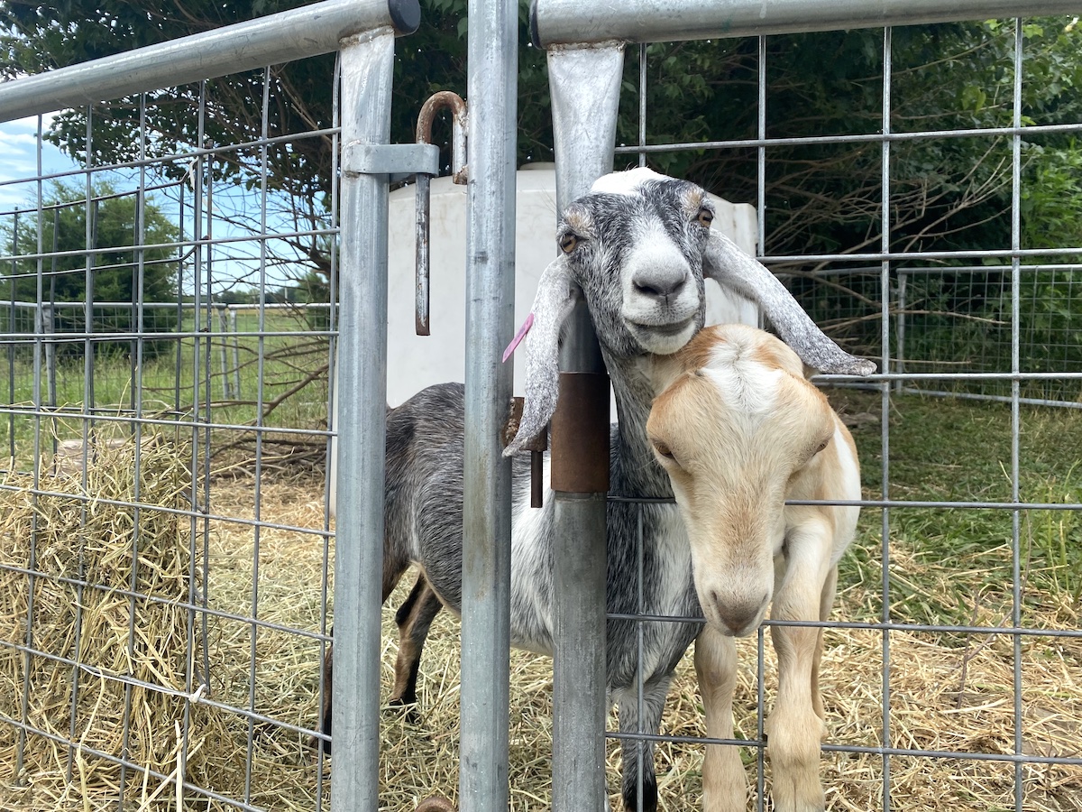 Young goats outside of at Prairie Fruits Farm & Creamery in Champaign, Illinois