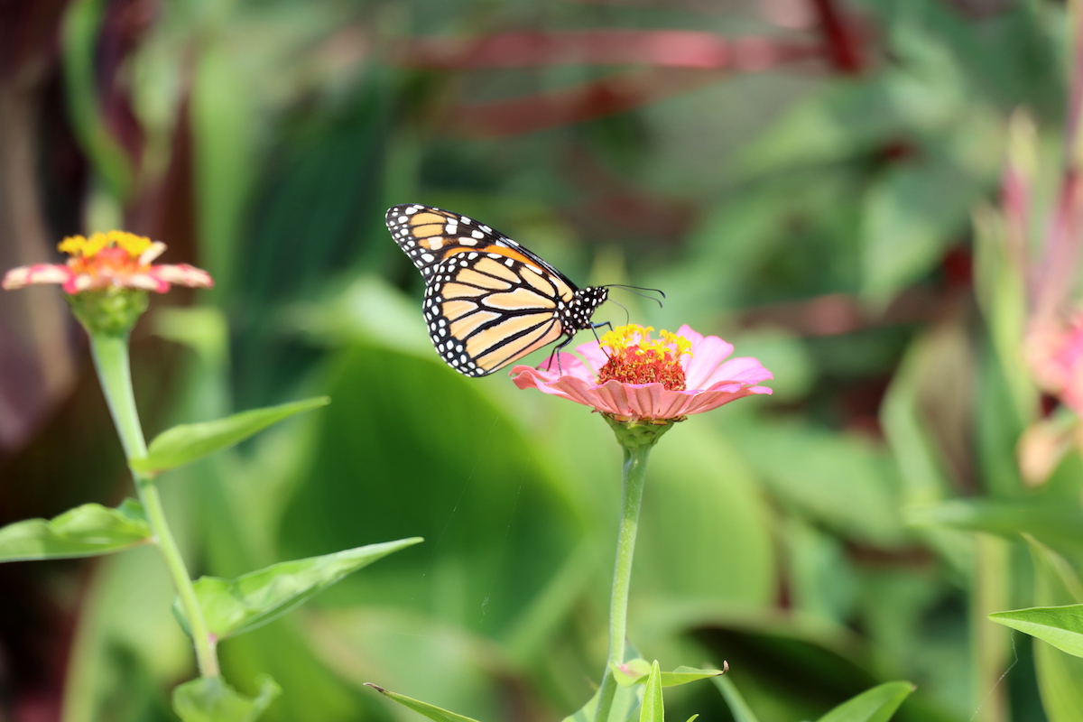 Monarch butterfly on flower at Quad City Botanical Center in Rock Island, Illinois