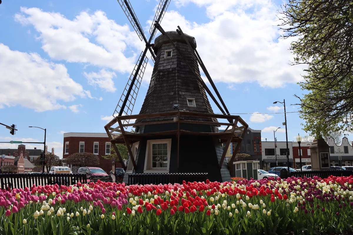 White, pink, purple and red tulips in front of the mini information windmill in Pella, Iowa's town square during Tulip Time.