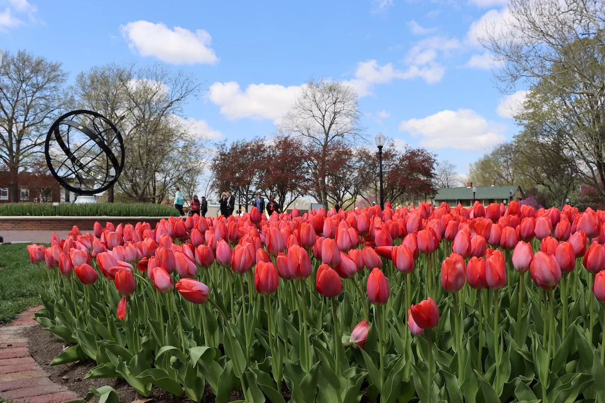 Pink tulips in front of globe sculpture in Central Park during world Tulip Time in Pella, Iowa
