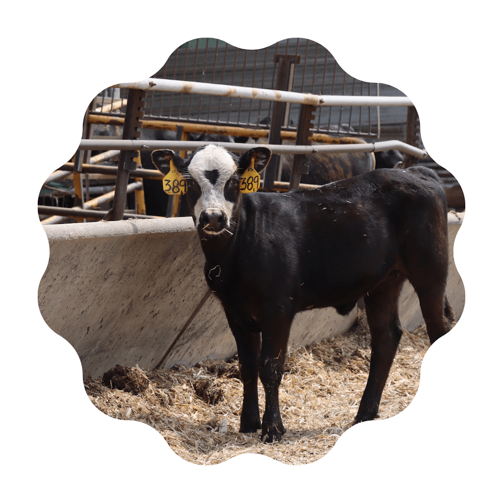 Image of calf standing outside feed trough in a circle with squiggly border