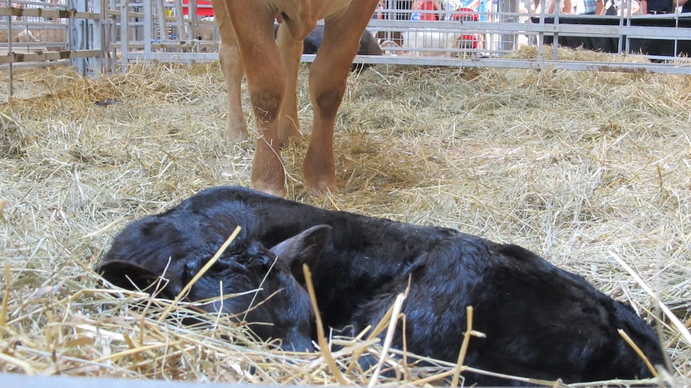Baby cow laying in straw next to mom at the Iowa State Fair in Des Moines, Iowa